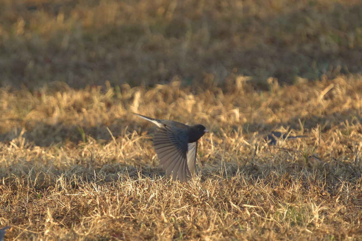 Dark-eyed Junco (cismontanus) - ML613261809