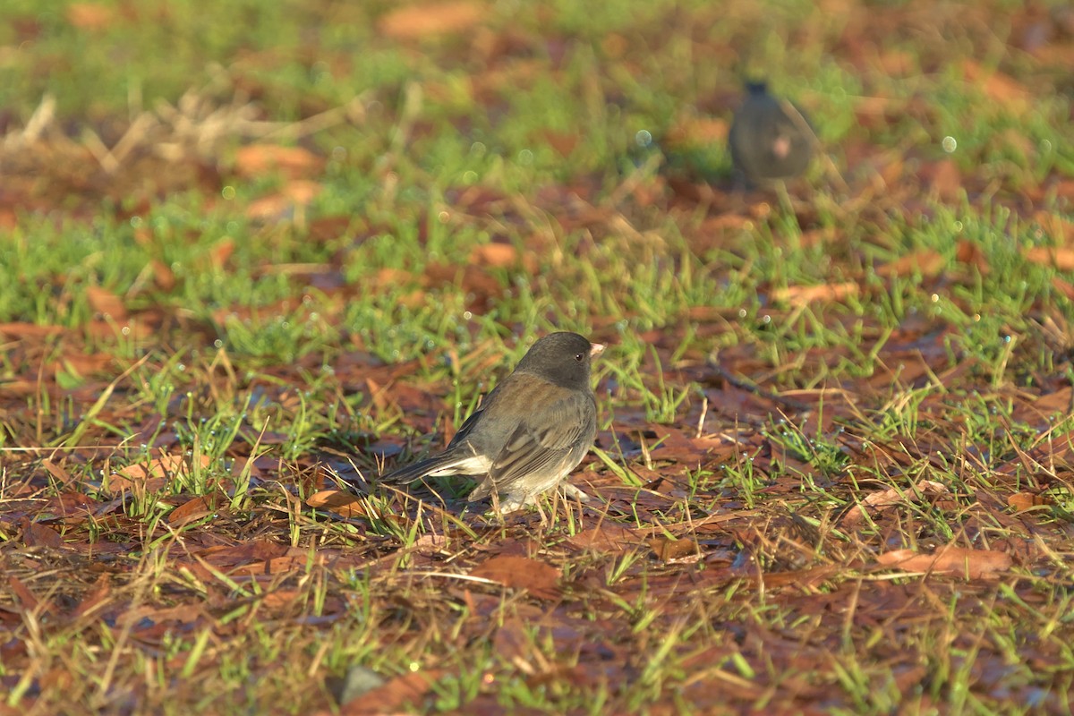 Dark-eyed Junco (cismontanus) - ML613261810