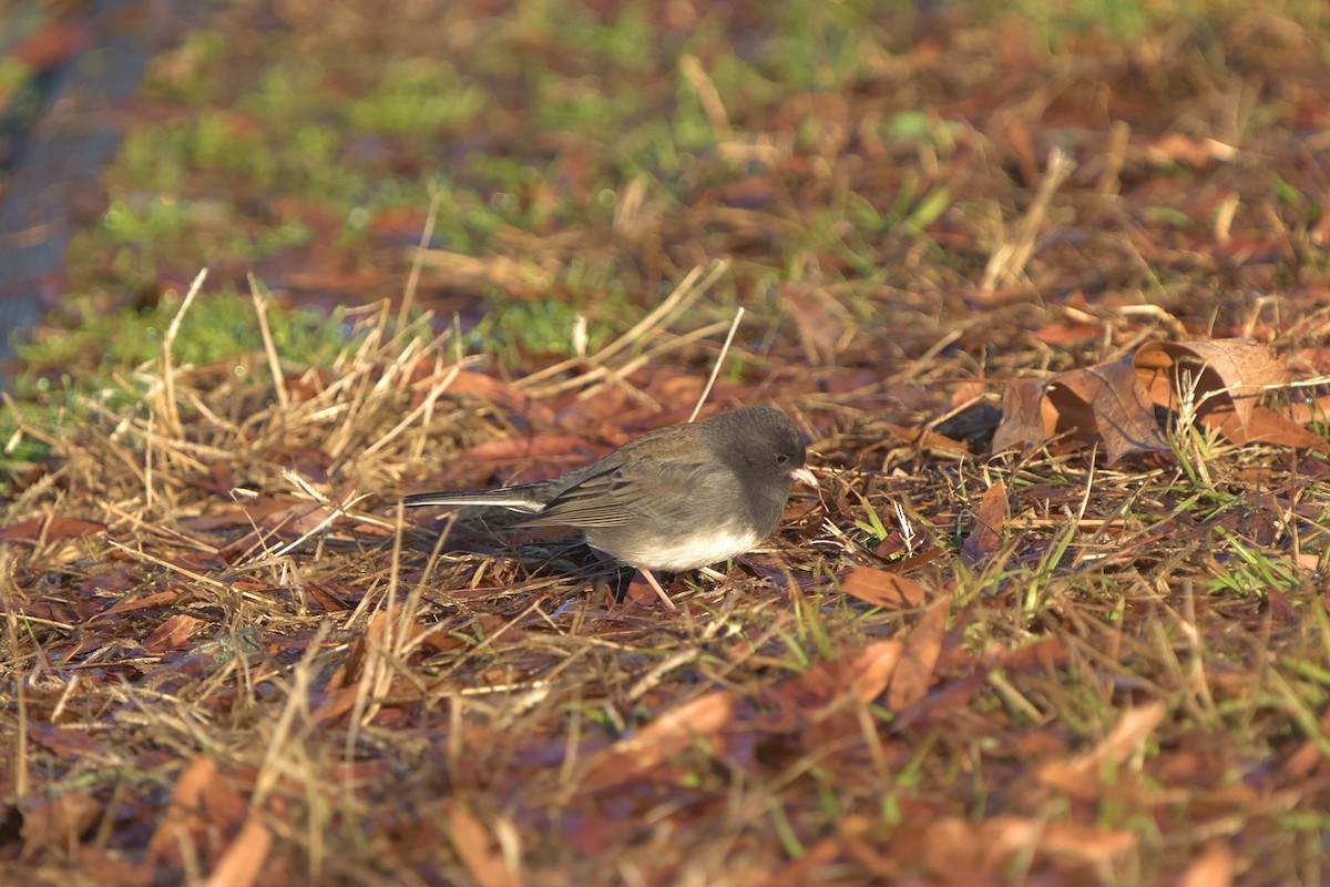 Dark-eyed Junco (cismontanus) - ML613261811