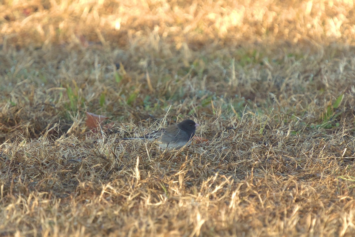 Dark-eyed Junco (cismontanus) - ML613261813