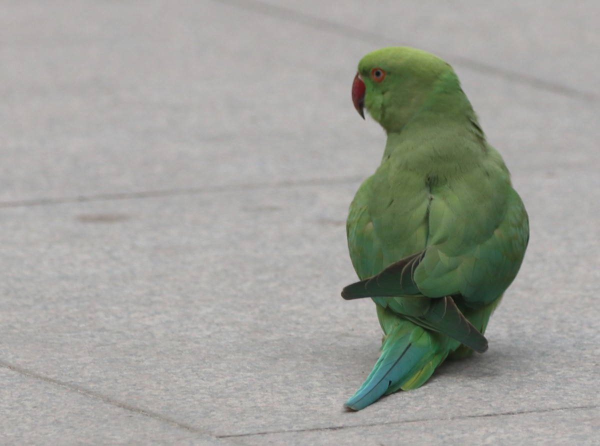 Yeşil Papağan - ML613261855