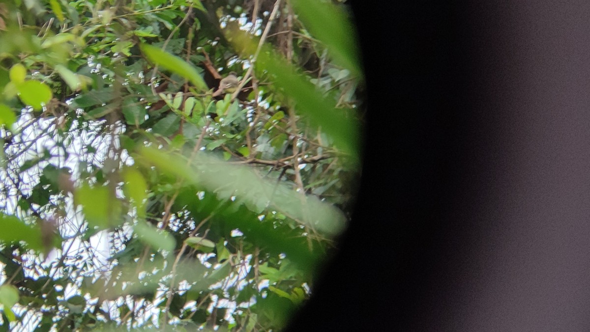 Great Crested Flycatcher - Freddy Castellano