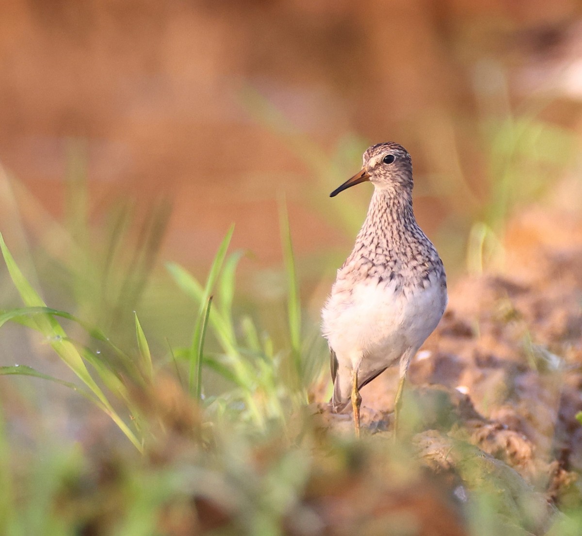 Pectoral Sandpiper - ML613261955