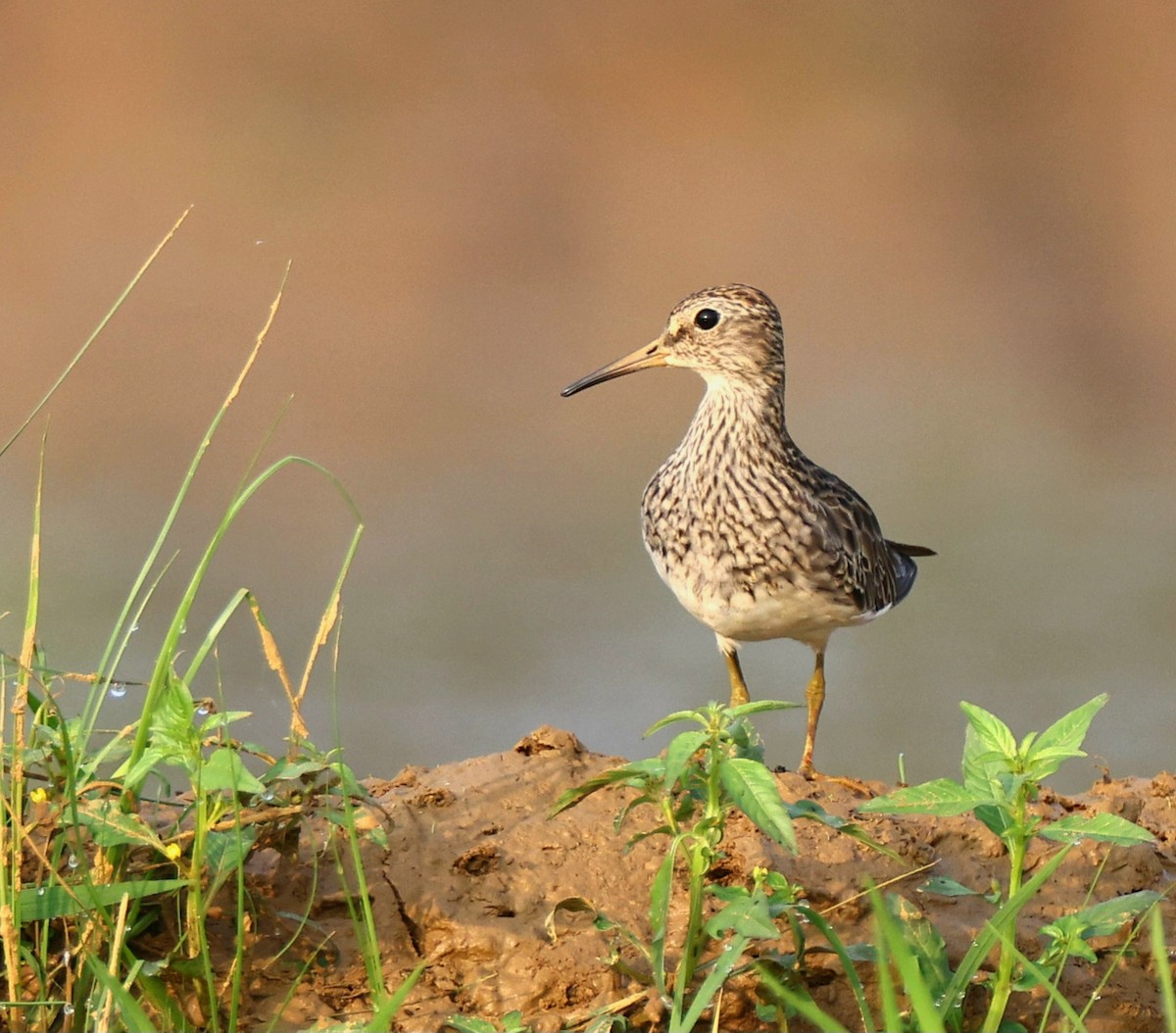 Pectoral Sandpiper - ML613261956