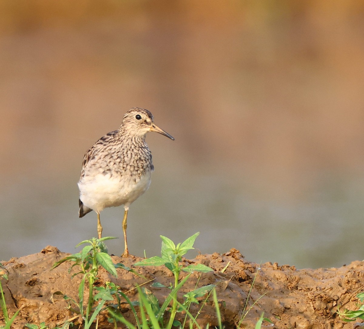 Pectoral Sandpiper - ML613261957