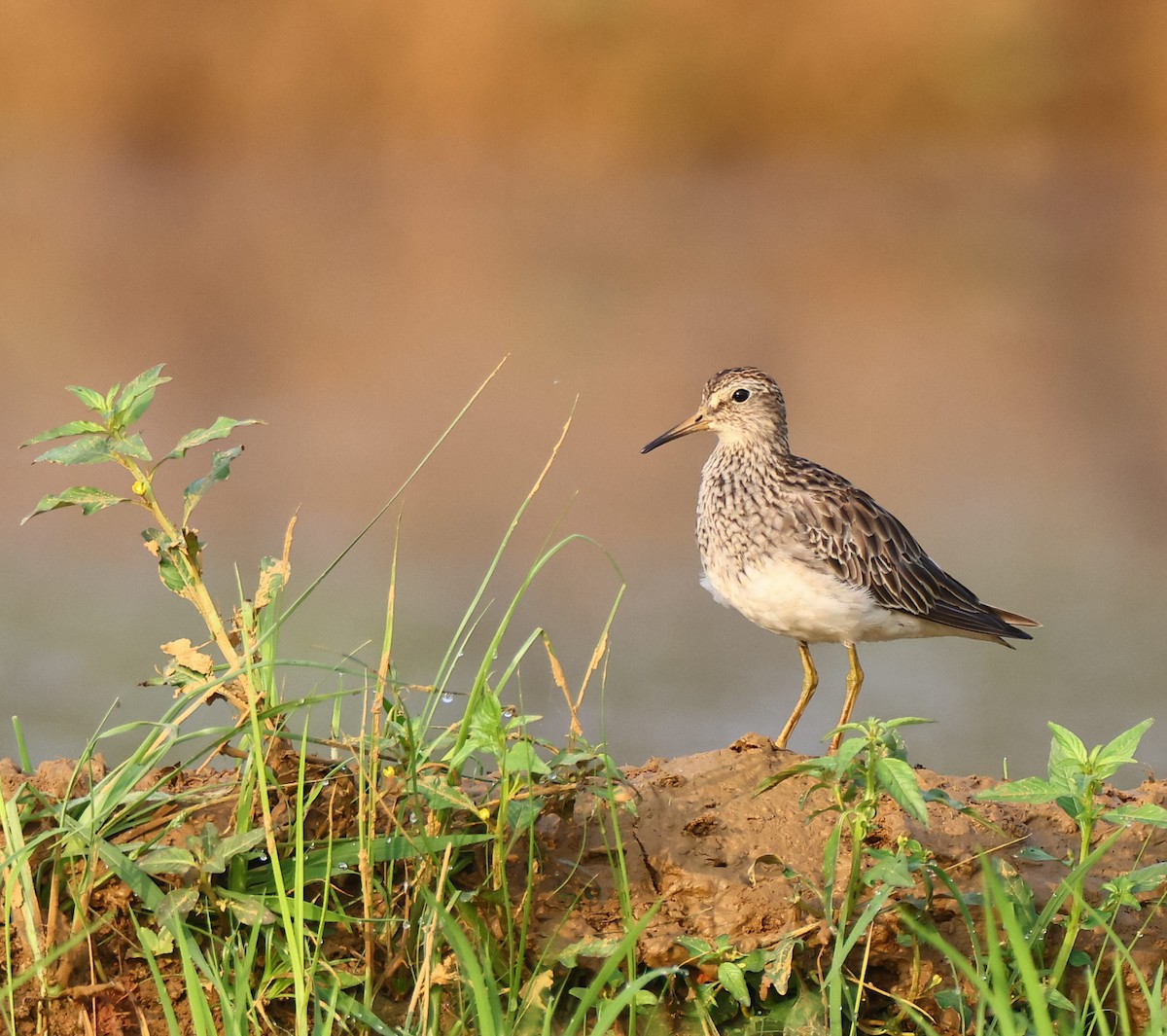 Pectoral Sandpiper - ML613261959