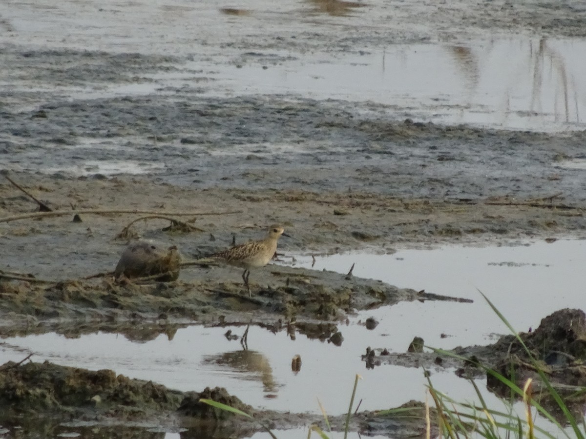 Pacific Golden-Plover - ML613261963