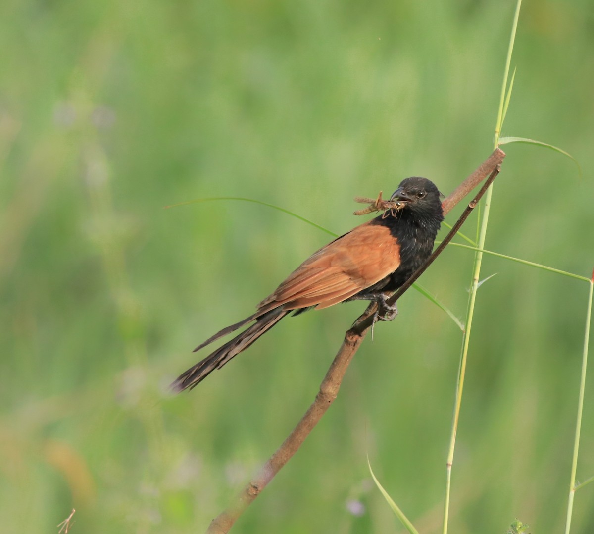 Coucal rufin - ML613262013