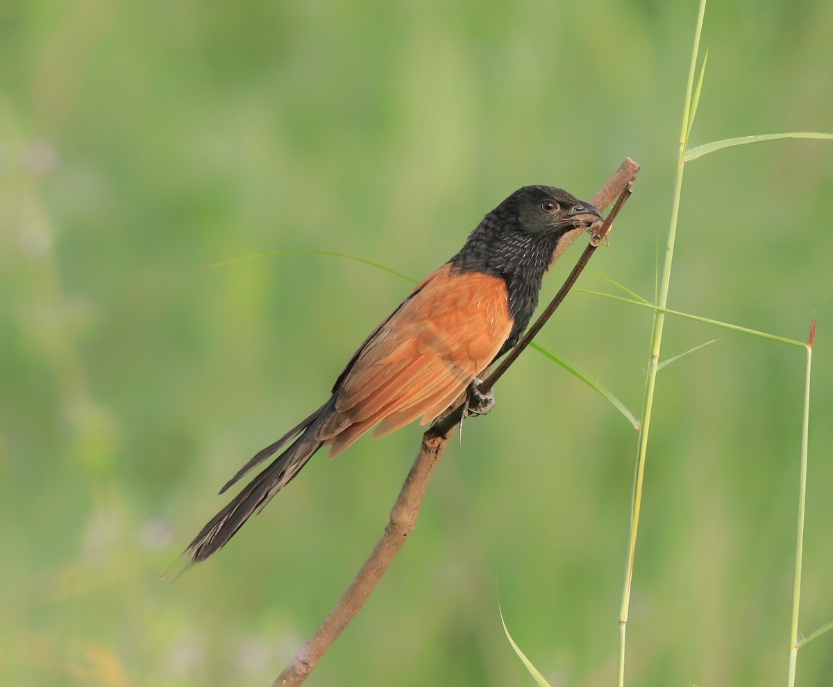 Lesser Coucal - ML613262014