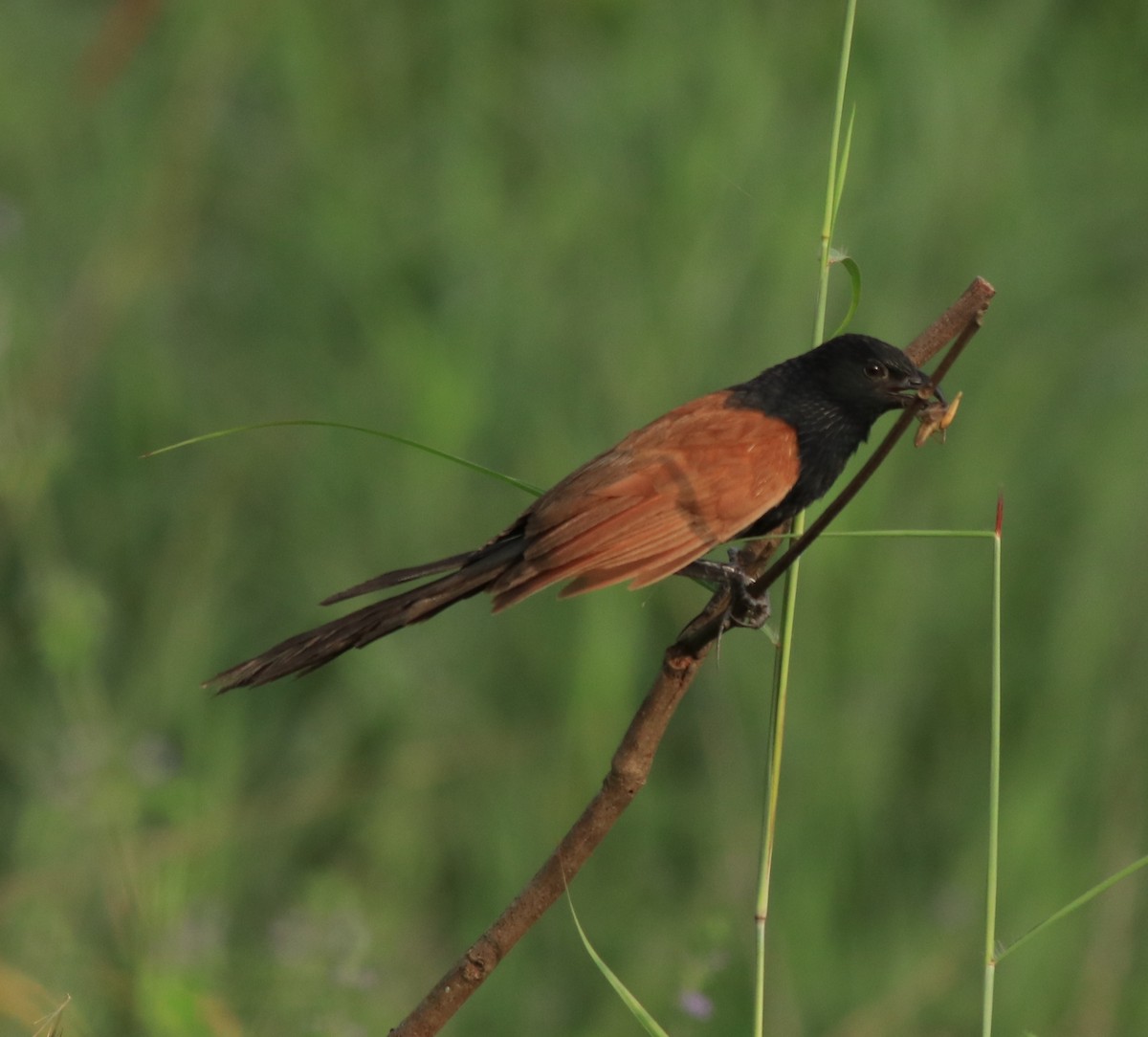 Coucal rufin - ML613262015