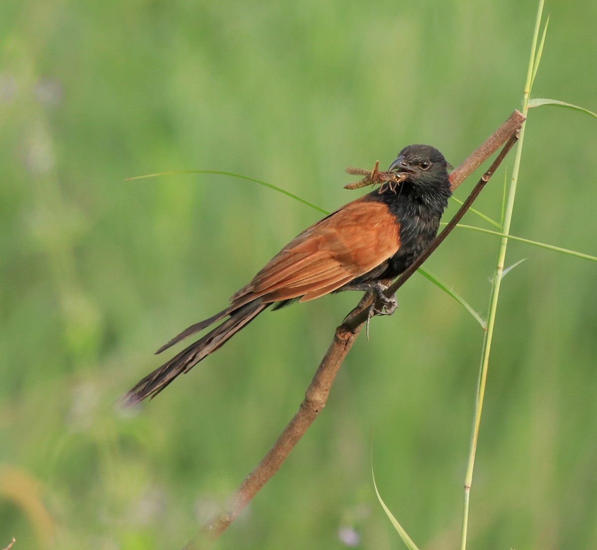 Lesser Coucal - ML613262018