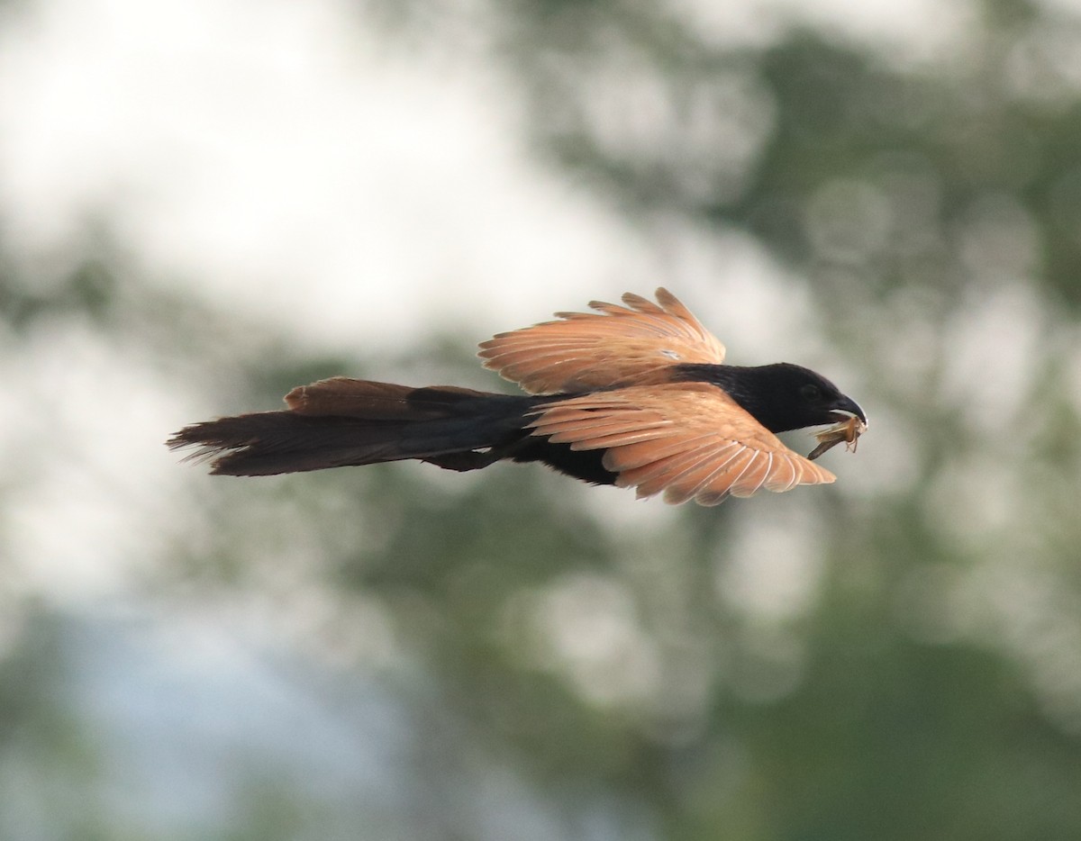 Lesser Coucal - Afsar Nayakkan