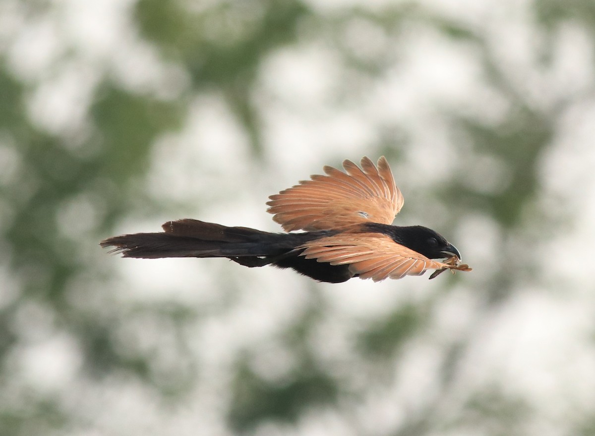 Lesser Coucal - ML613262020