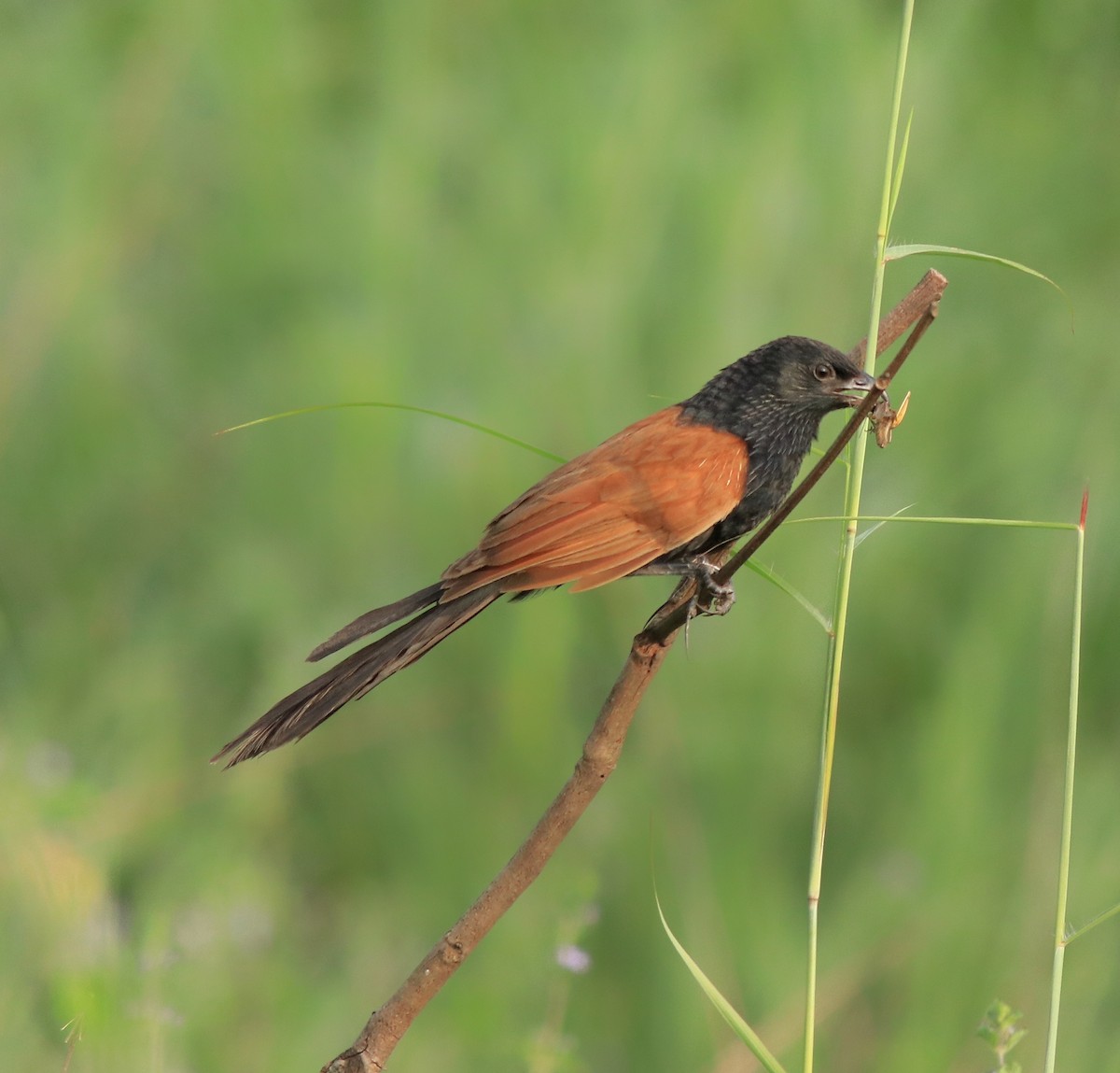 Lesser Coucal - Afsar Nayakkan