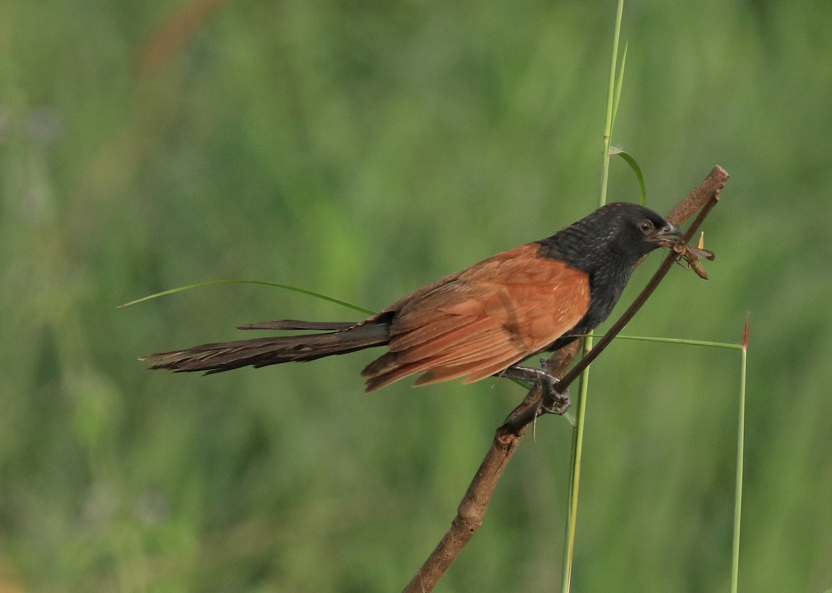 Lesser Coucal - ML613262024