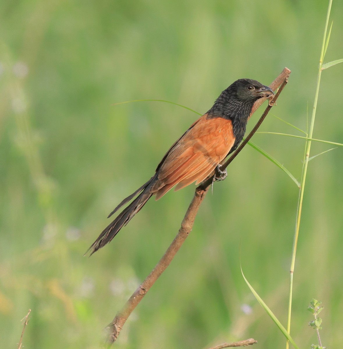 Lesser Coucal - Afsar Nayakkan