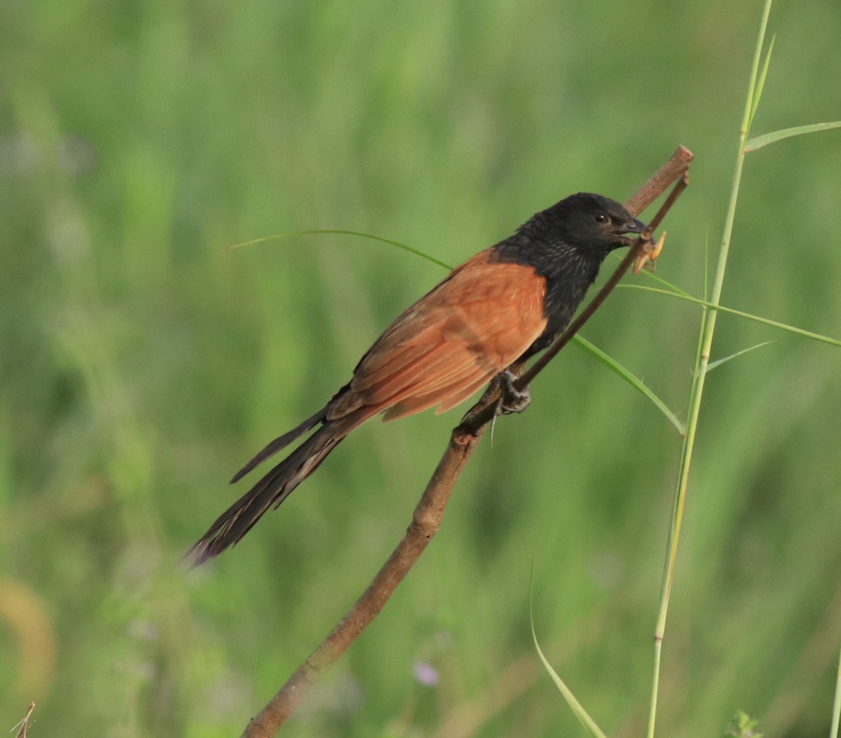 Lesser Coucal - Afsar Nayakkan