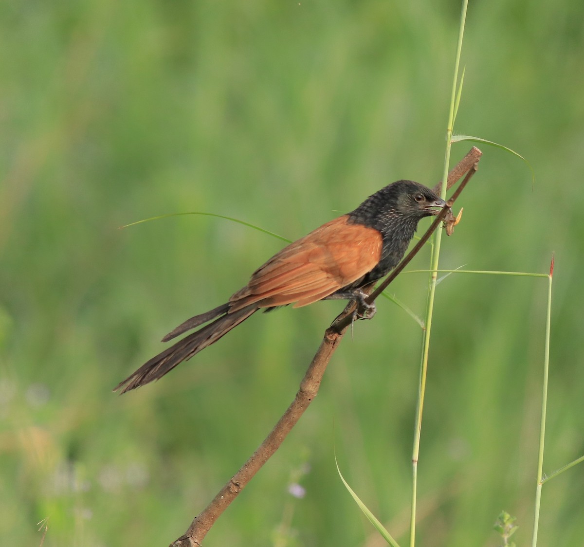 Lesser Coucal - ML613262028