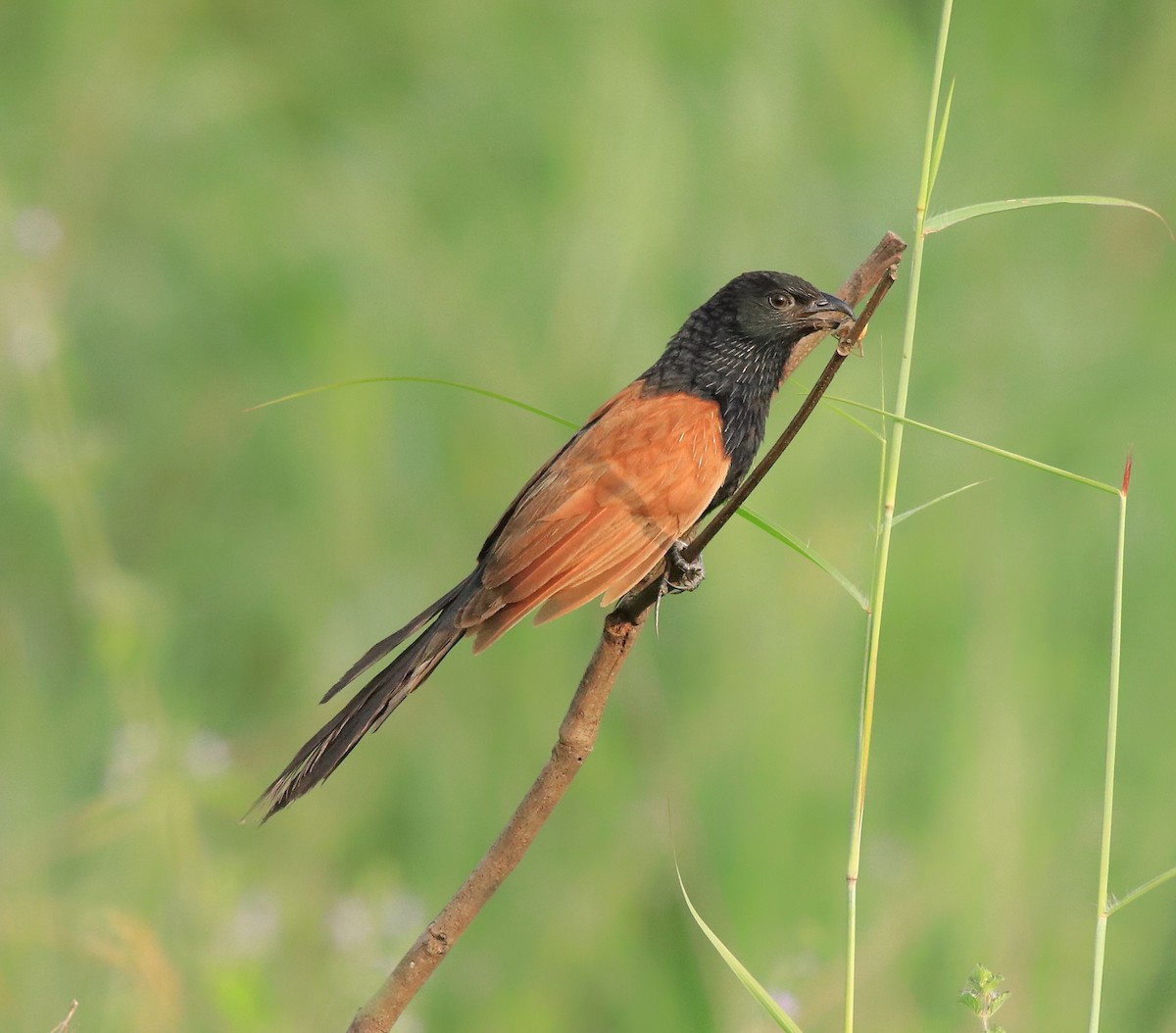 Lesser Coucal - Afsar Nayakkan