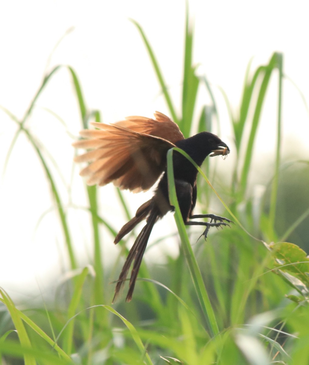 Lesser Coucal - Afsar Nayakkan