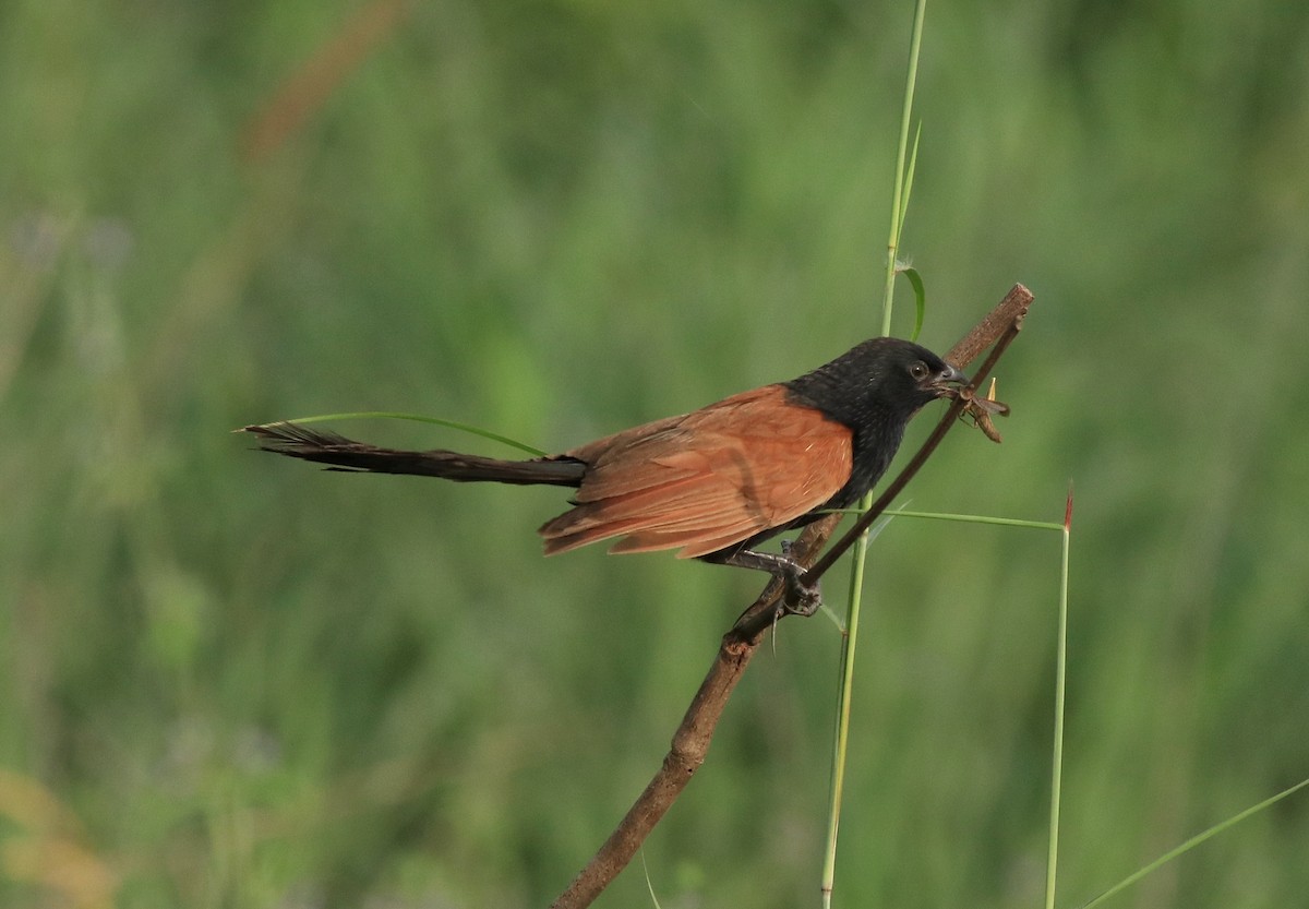 Lesser Coucal - Afsar Nayakkan