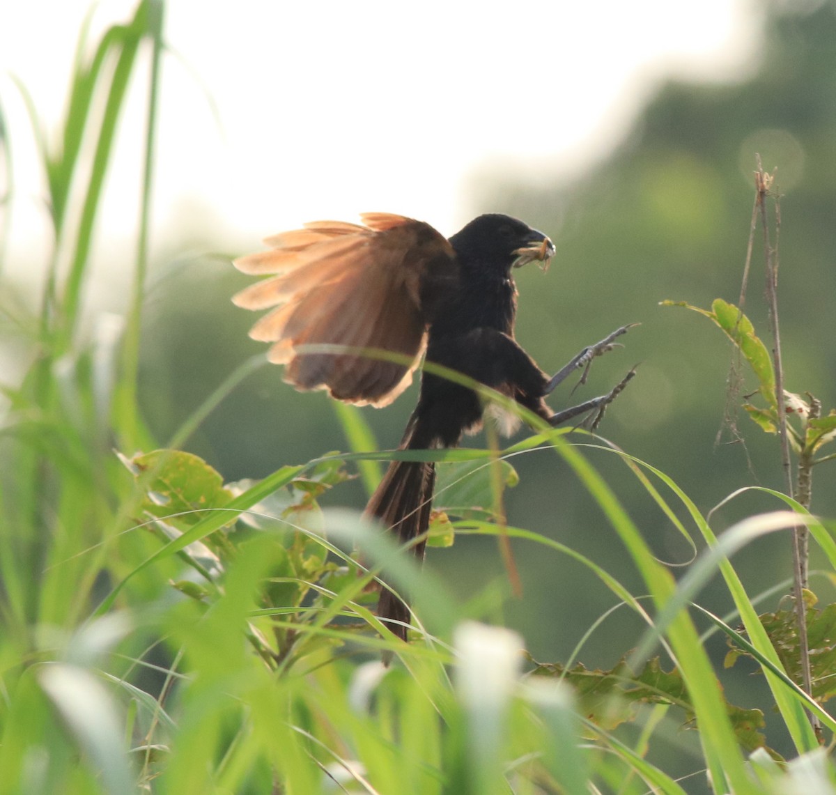 Lesser Coucal - Afsar Nayakkan