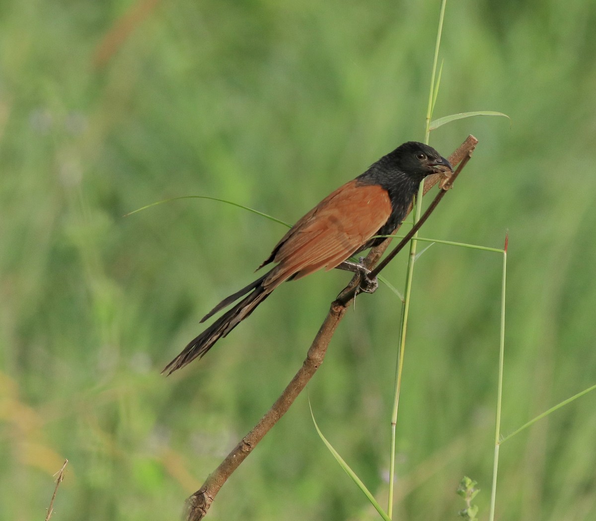 Lesser Coucal - Afsar Nayakkan