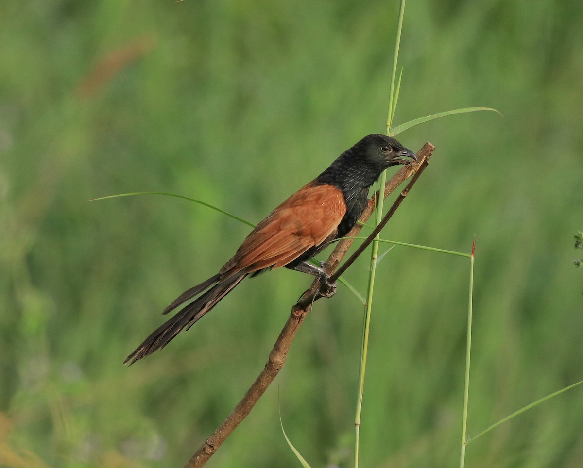 Lesser Coucal - Afsar Nayakkan