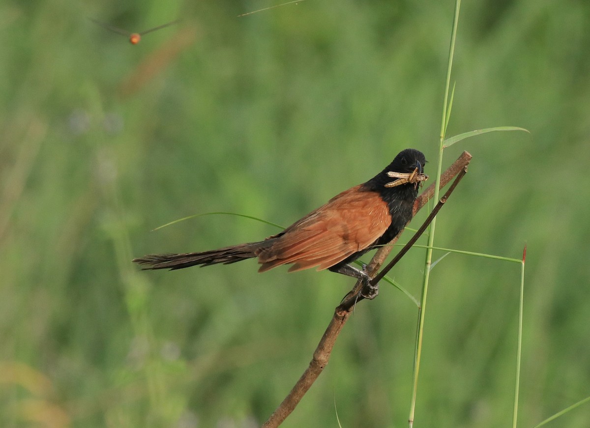 Lesser Coucal - Afsar Nayakkan