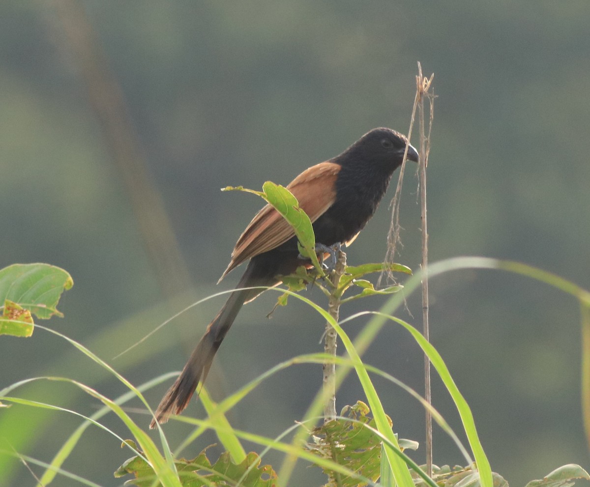 Lesser Coucal - ML613262038