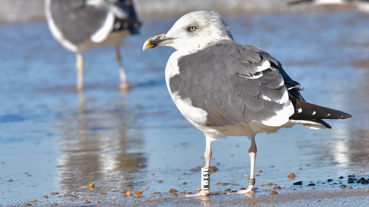 Lesser Black-backed Gull - ML613262141