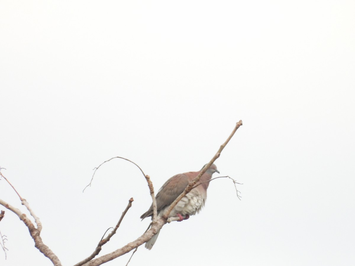 Pale-vented Pigeon - ML613262142