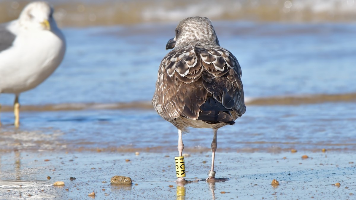 Yellow-legged Gull (michahellis) - Fernando Portillo de Cea