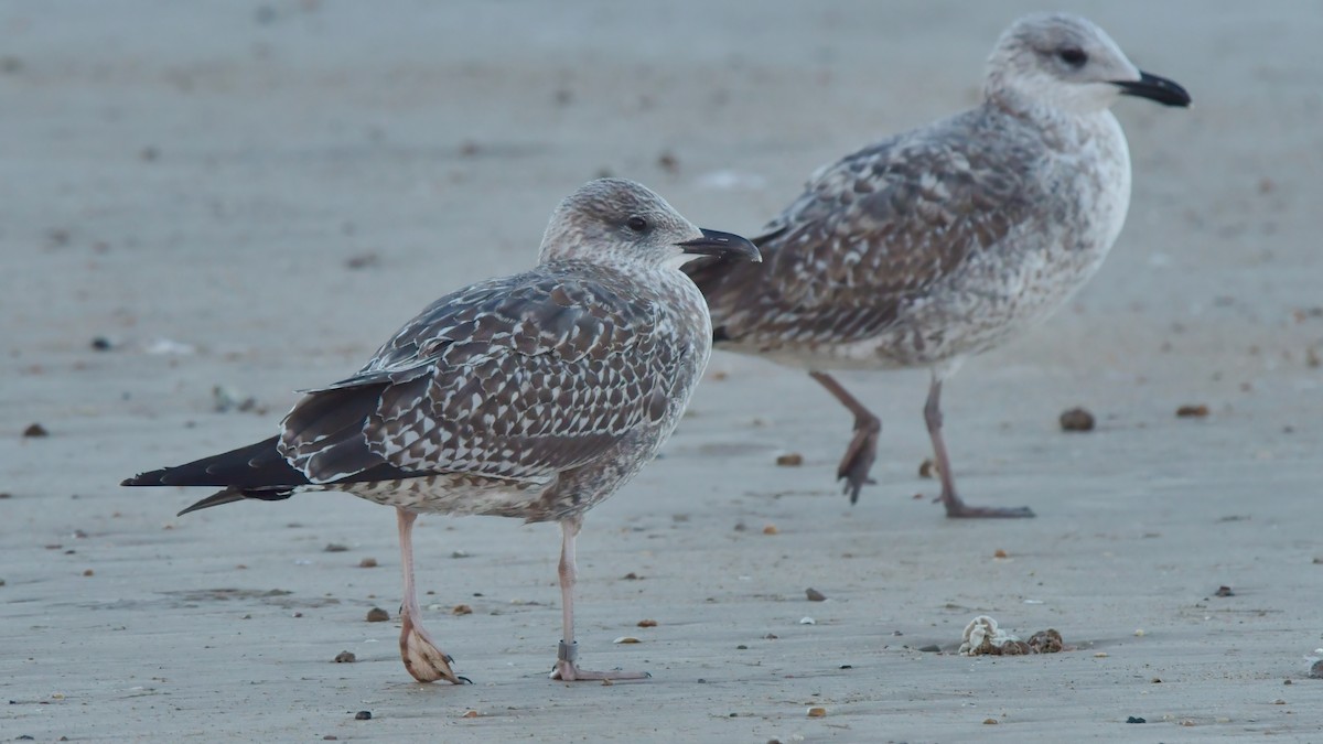 Lesser Black-backed Gull - ML613262145