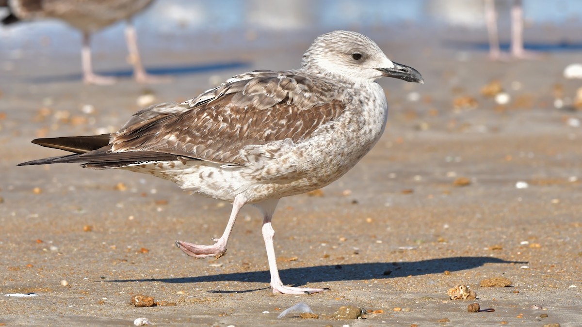 Lesser Black-backed Gull - ML613262149