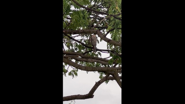 Collared Sparrowhawk - ML613262178