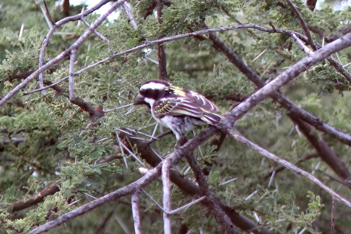 Schwarzkopf-Bartvogel - ML613262194