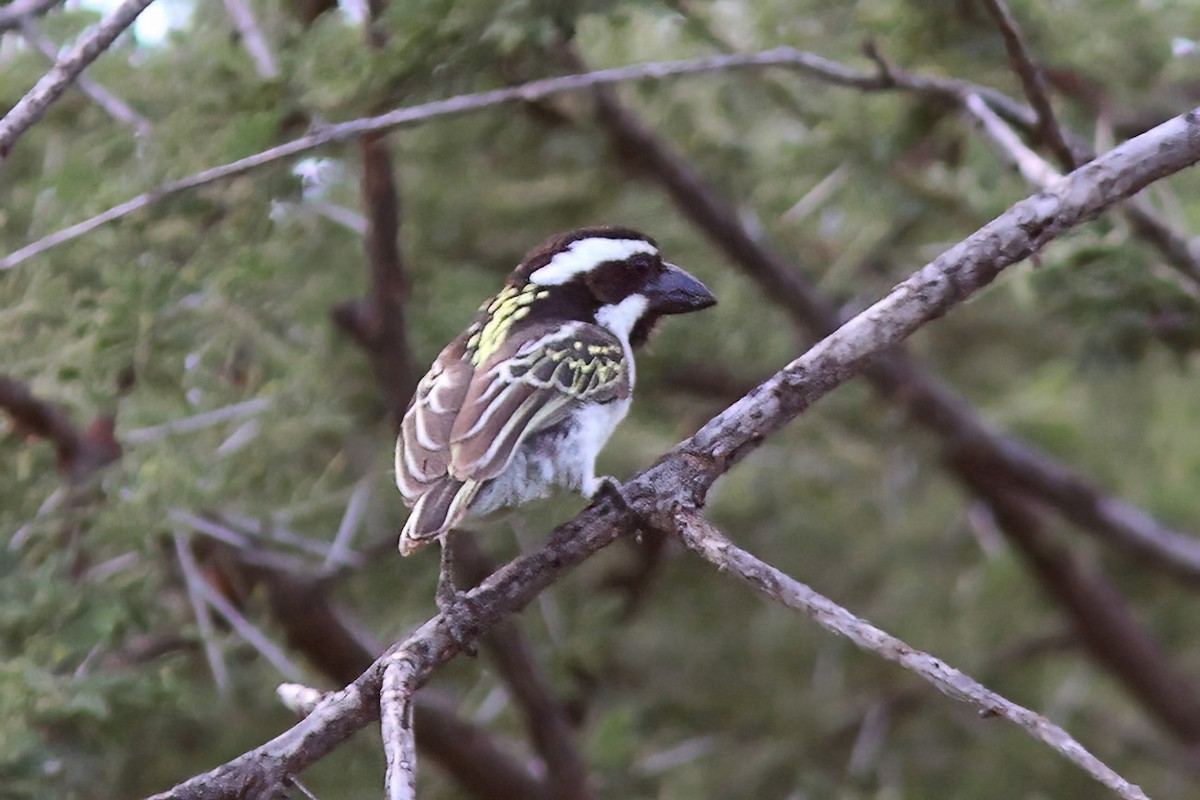 Schwarzkopf-Bartvogel - ML613262196