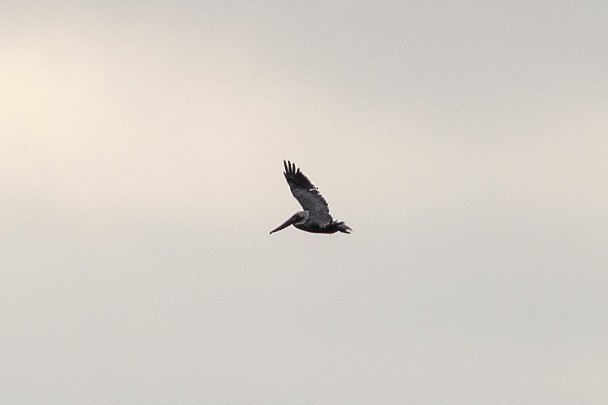 Brown Pelican - ML613262206