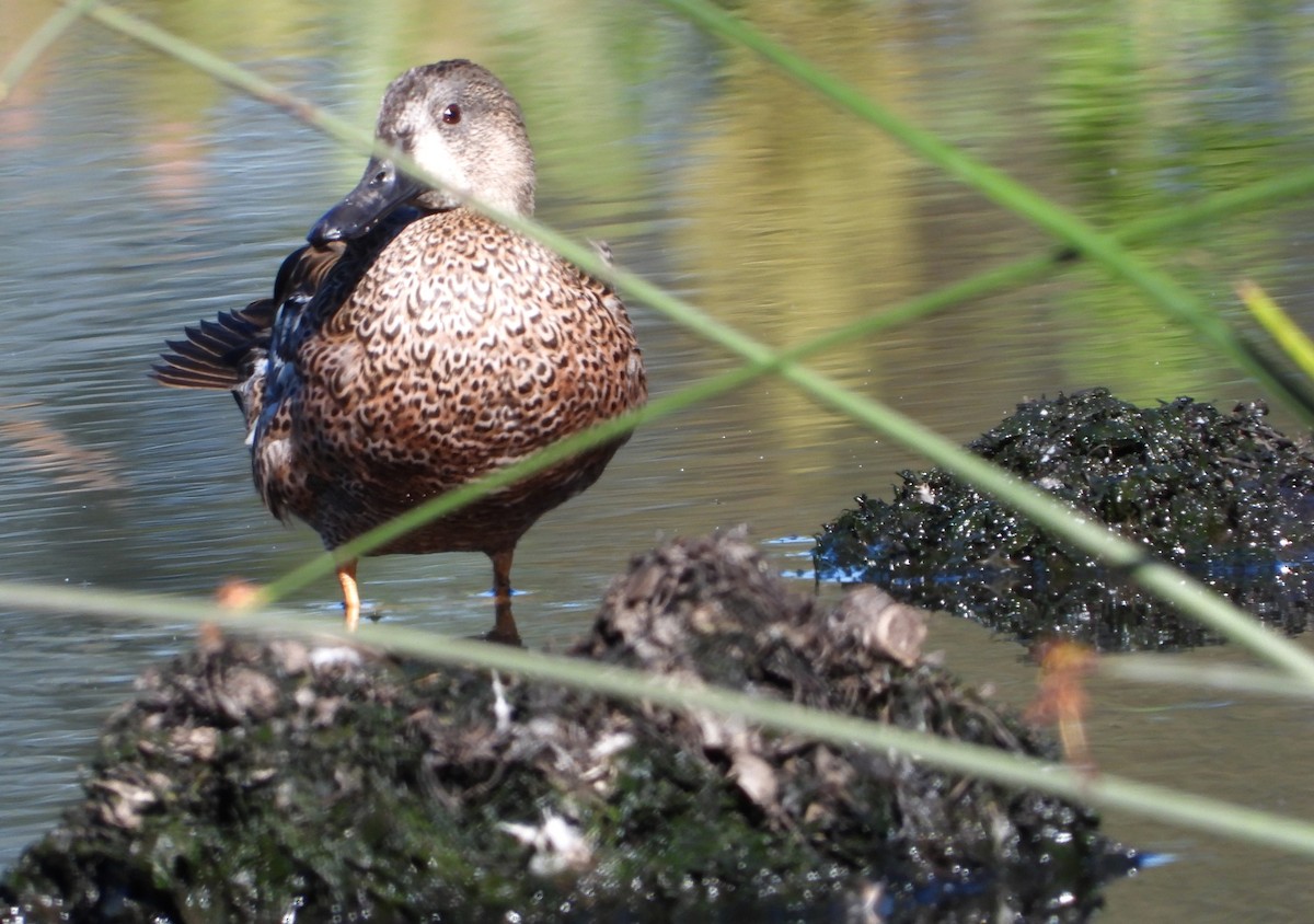 Blue-winged Teal - ML613262257