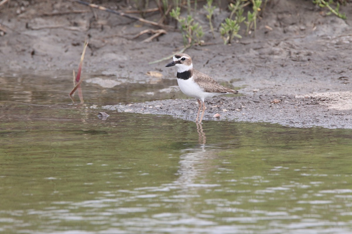 Wilson's Plover - ML613262290