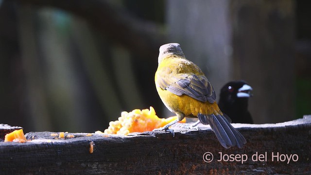 Scarlet-rumped Tanager - ML613262342