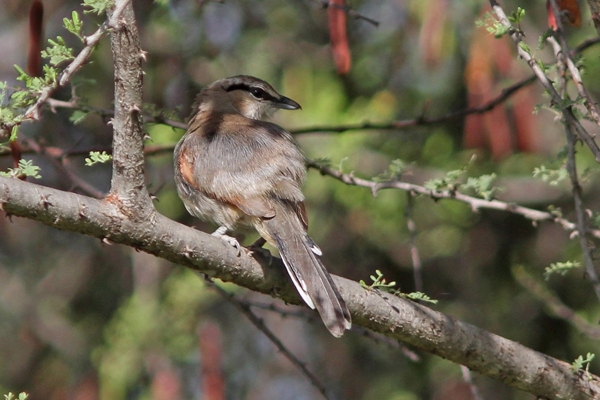 Three-streaked Tchagra - ML613262364