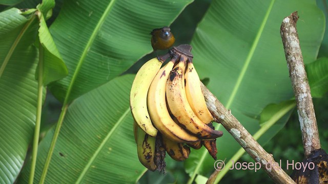 Scarlet-rumped Tanager - ML613262376