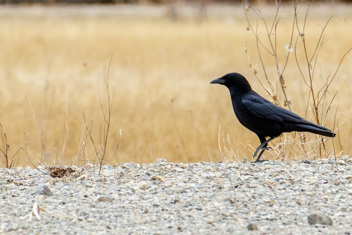 Carrion Crow - ML613262427