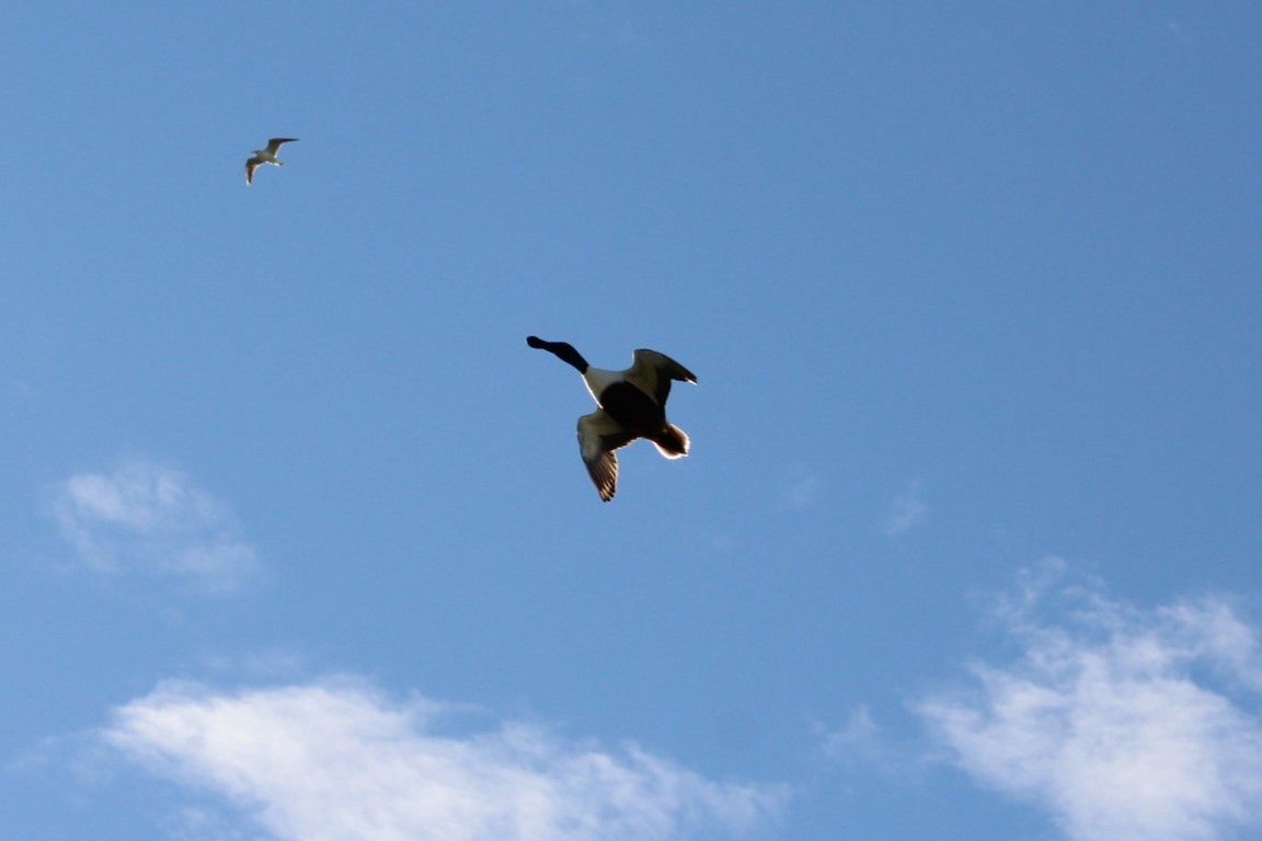 Northern Shoveler - ML613262430