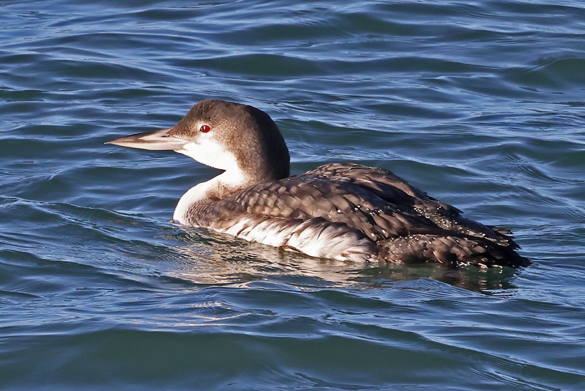 Plongeon huard - ML613262471