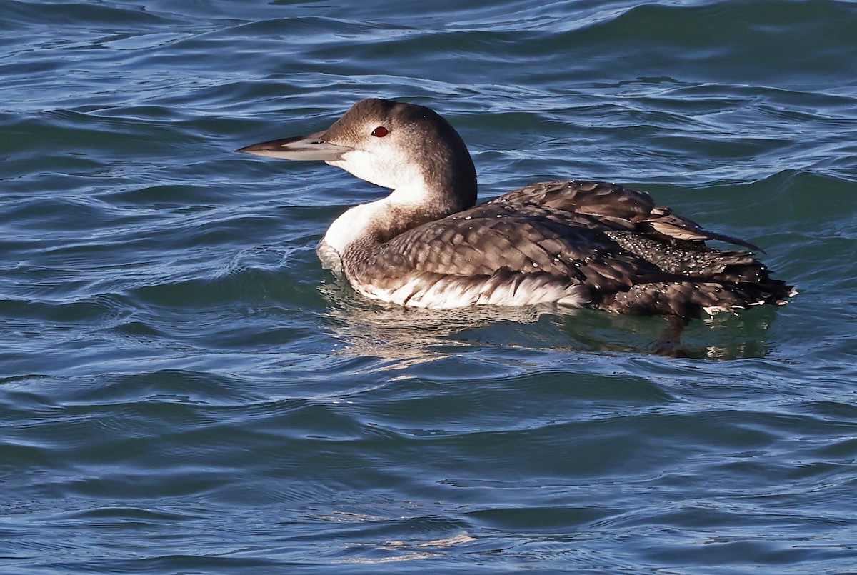 Plongeon huard - ML613262488