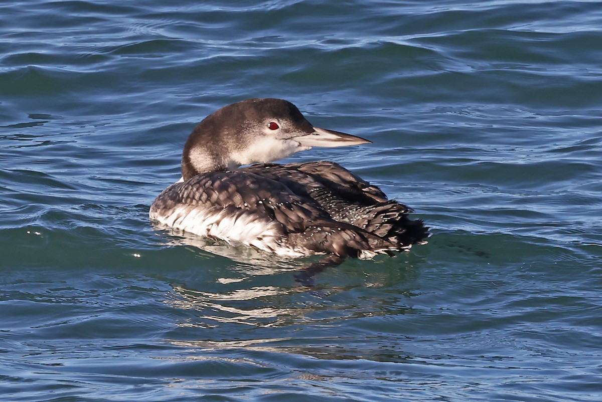 Common Loon - ML613262490