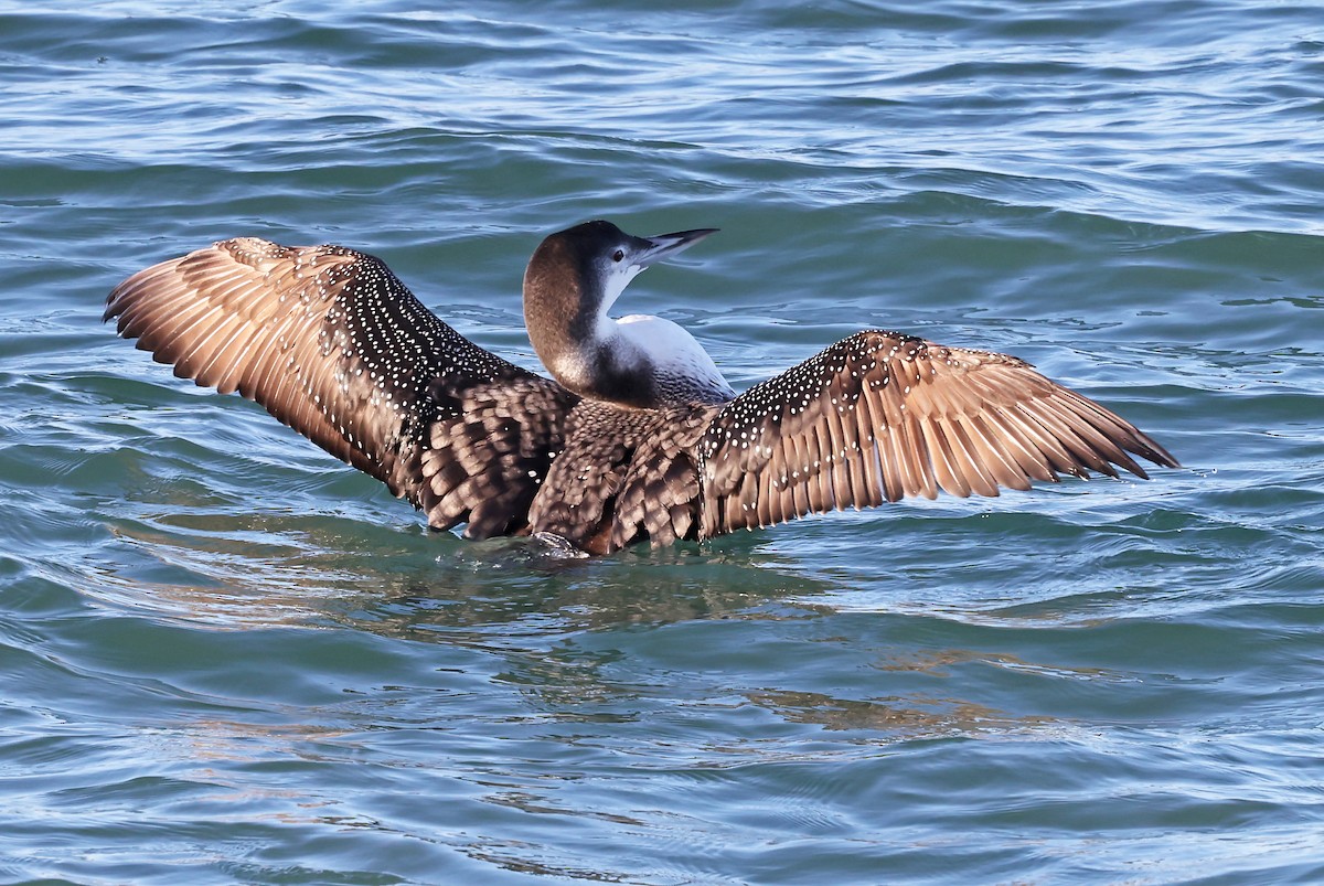 Plongeon huard - ML613262493